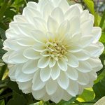 Dahlia